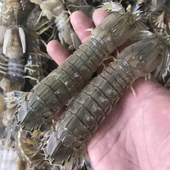 印尼青瀨尿蝦（歡迎查詢）